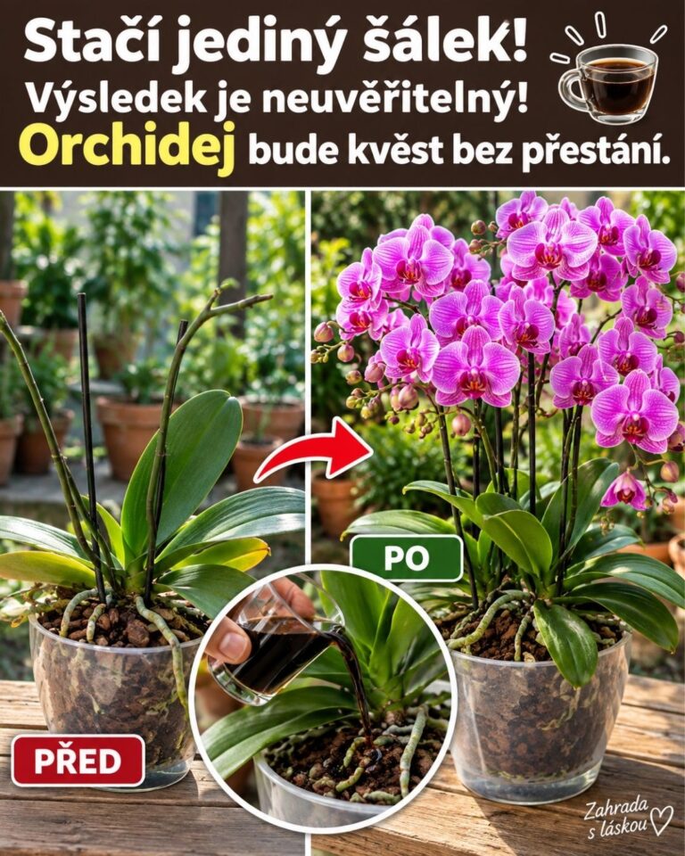 Stačí jediný šálek! Výsledek je neuvěřitelný! Orchidej bude kvést bez přestání.