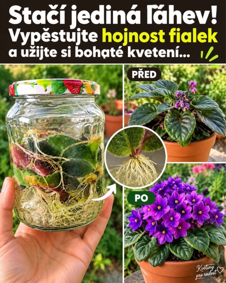 Stačí jediná láhev! Vypěstujte hojnost fialek a užijte si bohaté kvetení