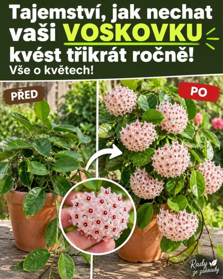 Tajemství, jak nechat vaši voskovku kvést třikrát ročně! Vše o květech!