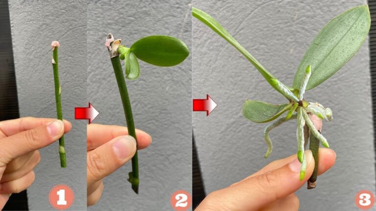 Tajemství snadného pěstování orchidejí! Namnožil jsem je z květních stonků!