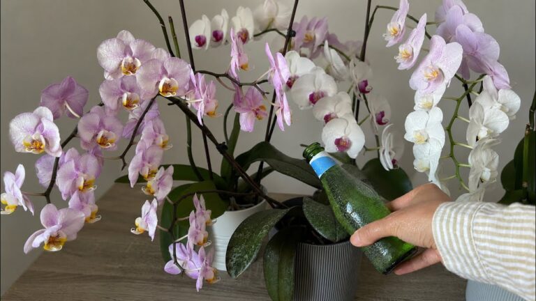 Udělejte to rozhodně za velmi horkého počasí! Vaše orchidej bude bohatě kvést.