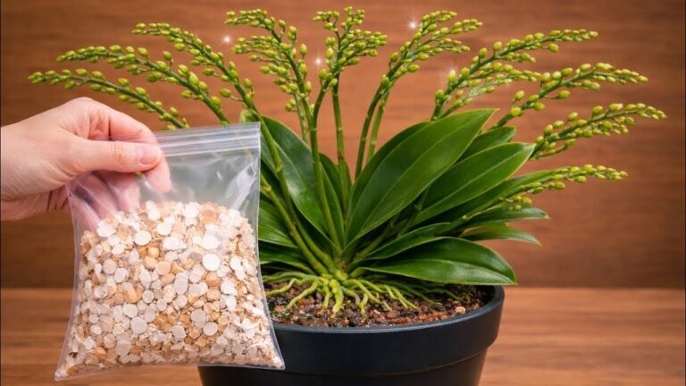 Udělejte toto! Orchidej bez květů začne náhle bohatě kvést.