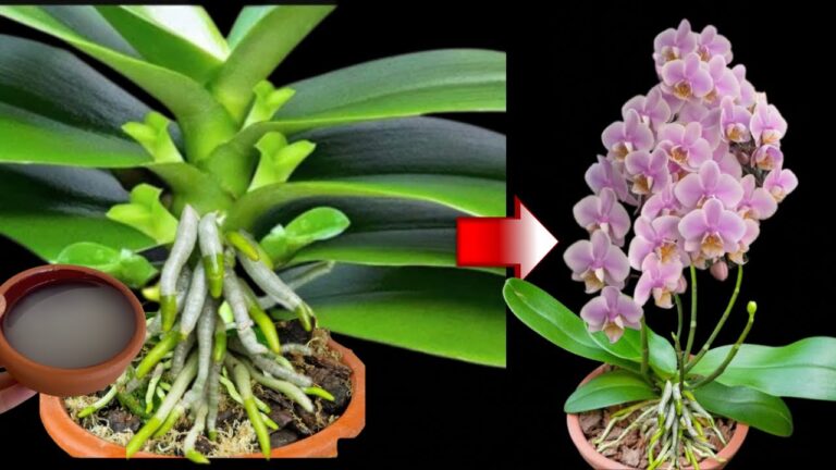 Nalil jsem to na kořeny! Najednou orchidej vyhnala mnoho kvetoucích větví