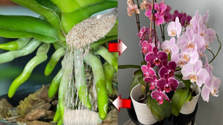 Udělejte to na podzim naléhavě! I ta nejslabší orchidej, která nikdy nekvetla, se zaraduje!