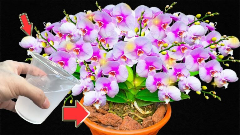 1 šálek měsíčně! Orchideje rostou 300krát rychleji a kvetou po celý rok
