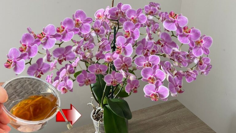 Udělejte to naléhavě! Orchidej bude kvést jako šílená a vytvoří spoustu kořenů.