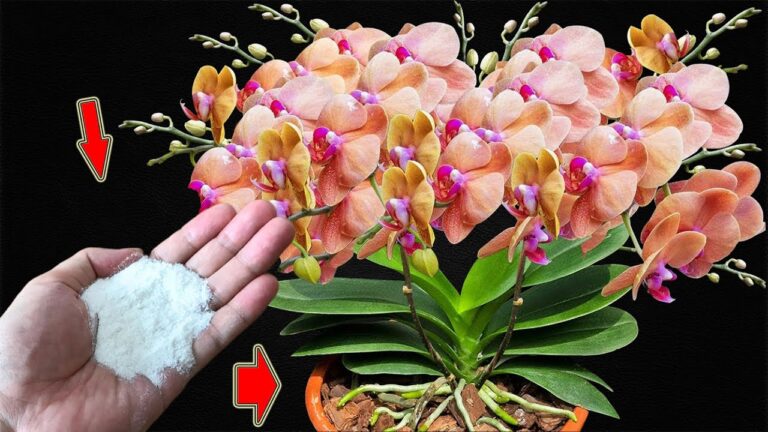Posypte jen jednou! Orchideje kvetou nepřetržitě po celý rok