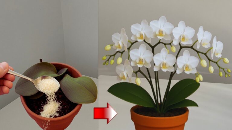 Tato orchidej 4 měsíce nerostla, dokud jsem to neudělal❗️Najednou začala