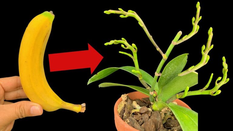 Zázračně jediný plod způsobí explozi květů v celé zahradě orchidejí