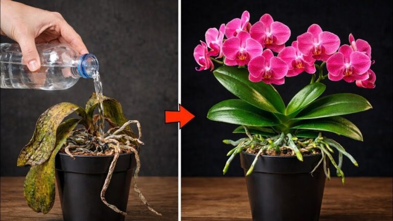Přestaňte zalévat orchideje nesprávně! ❗️ Zalévejte orchideje takto pro