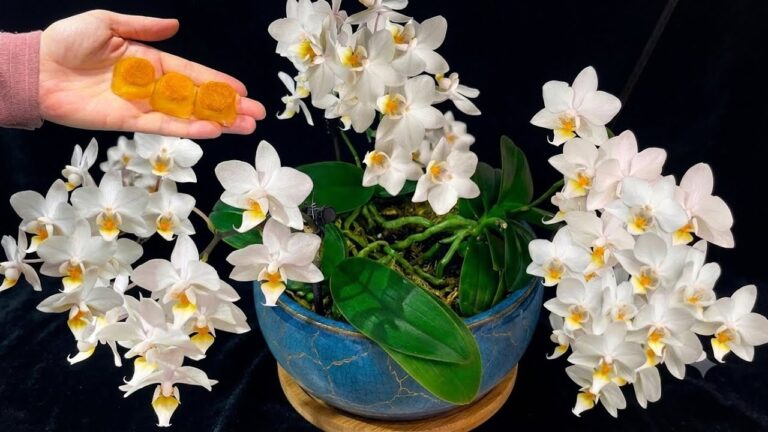 Nechte letos v létě rozkvést své nekvetoucí orchideje! Všechny květy kvetou nepřetržitě.