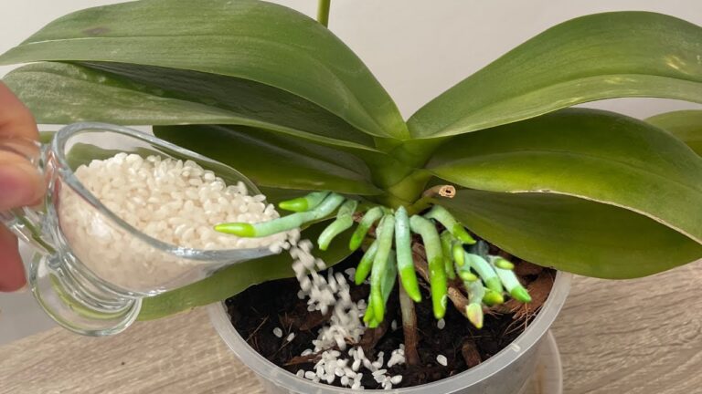 Dejte jí jen 1 šálek! Orchidej bez květů náhle vyrašila a divoce vykvetla