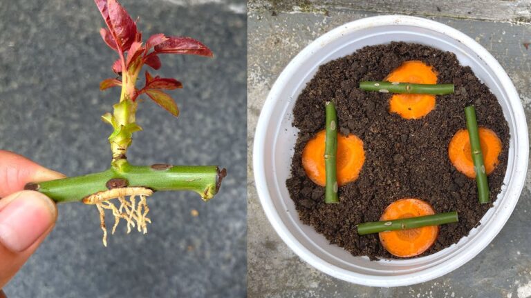 Budete překvapeni, jak množit růže pomocí mrkve