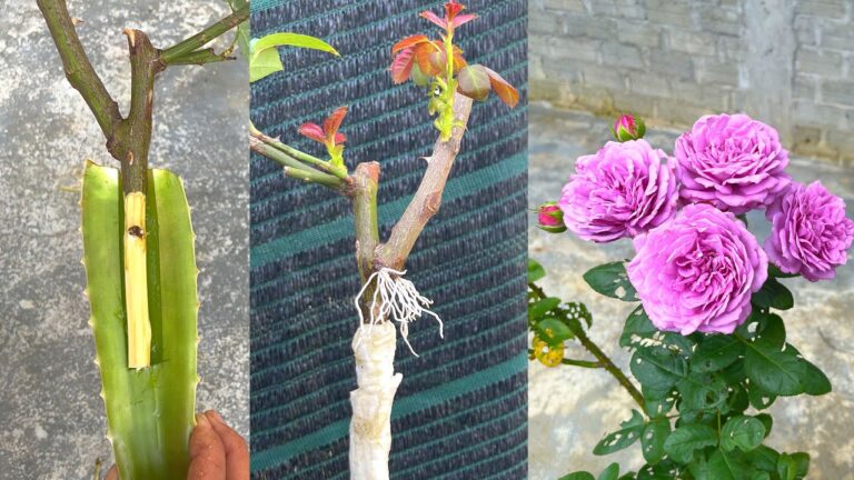 Množení stonku fialové růže pomocí aloe vera | Jak pěstovat růže