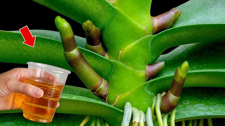 Jeden šálek týdně! Orchideje okamžitě vytvářejí nové květy a výhonky