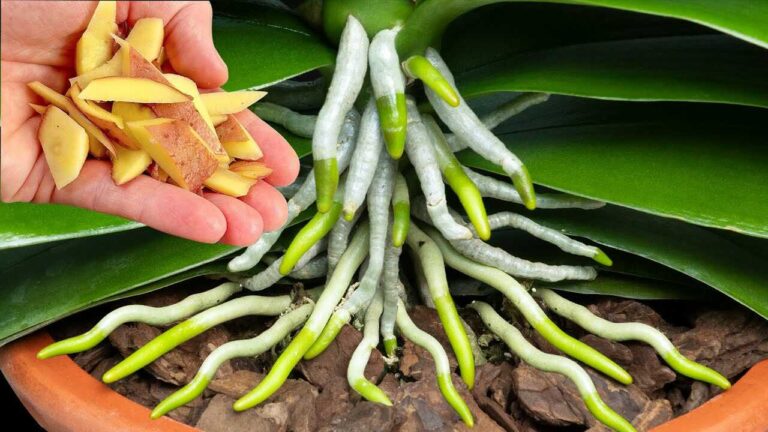 Položit to k bázi slabé orchideje? Co skutečně podporuje nové zelené kořeny