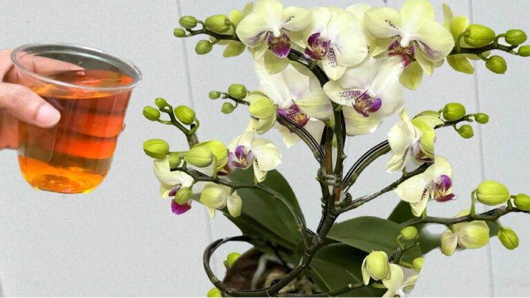 Nalijte to jednou! Orchideje tímto jednoduchým způsobem okamžitě kvetou po celý rok