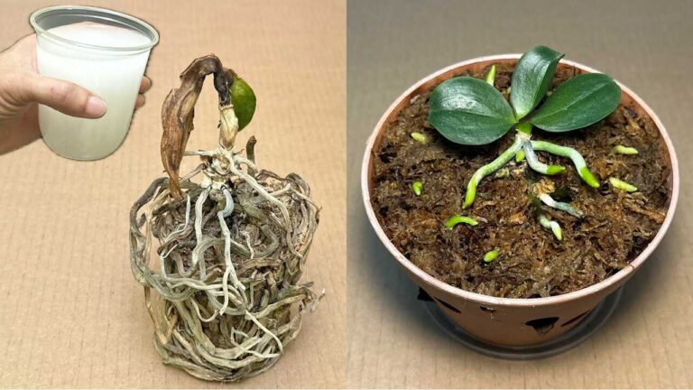 Jediný šálek tímto jednoduchým způsobem oživí všechny shnilé orchideje