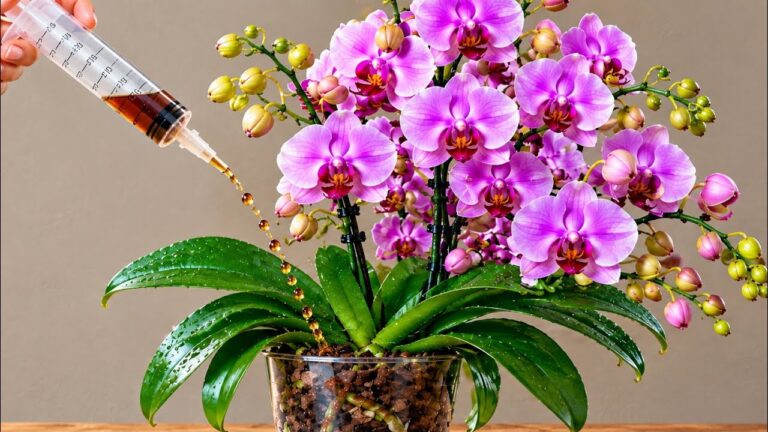 Pozor! Tento způsob použití octa na orchideje je přiměje kvést nepřetržitě