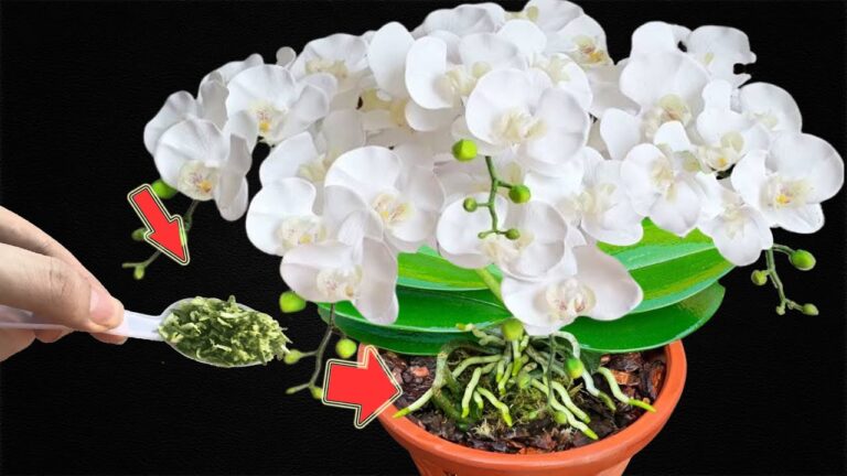 Jen 1 lžíce! I ty nejslabší orchideje rostou a zářivě kvetou