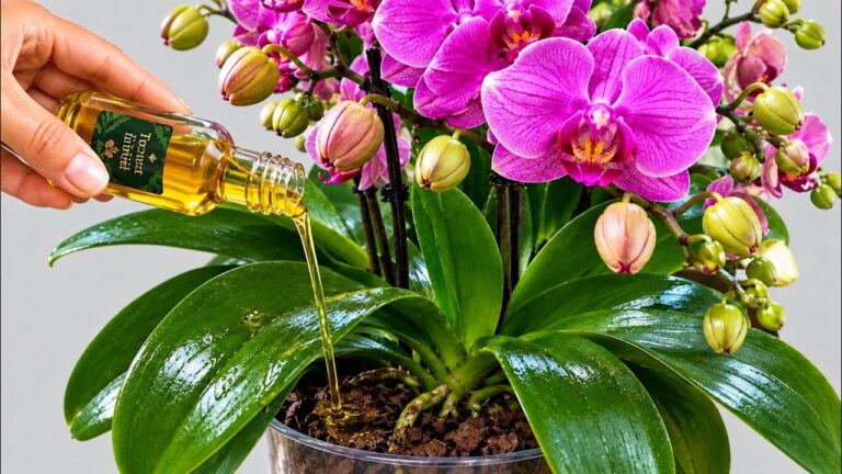 Udělejte to hned! Za pouhých 15 dní orchideje vytvoří mnoho květních stvolů