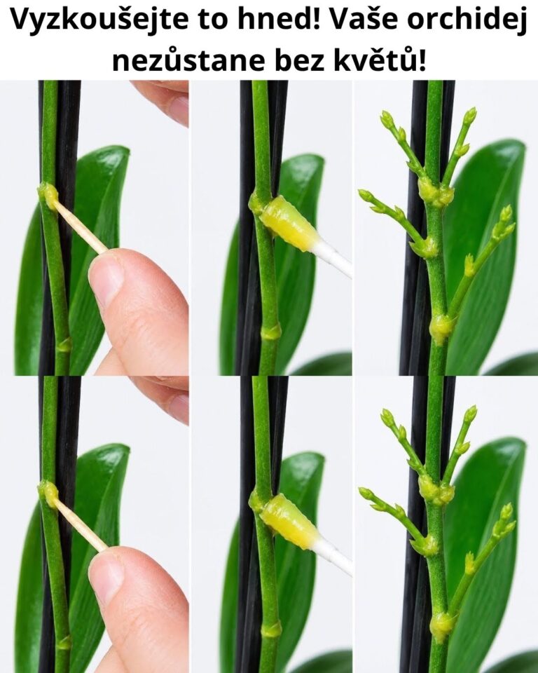 Vyzkoušejte to hned! Vaše orchidej nezůstane bez květů!