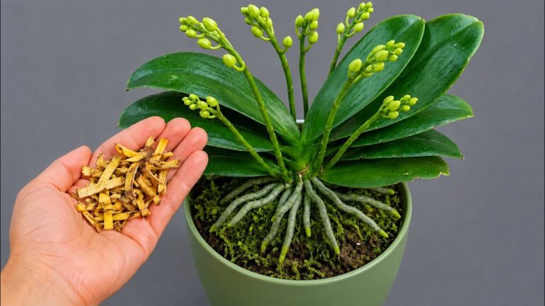 Tajemství, jak přimět orchidej kvést alespoň dvakrát ročně! orchidej bohatě vykvetla