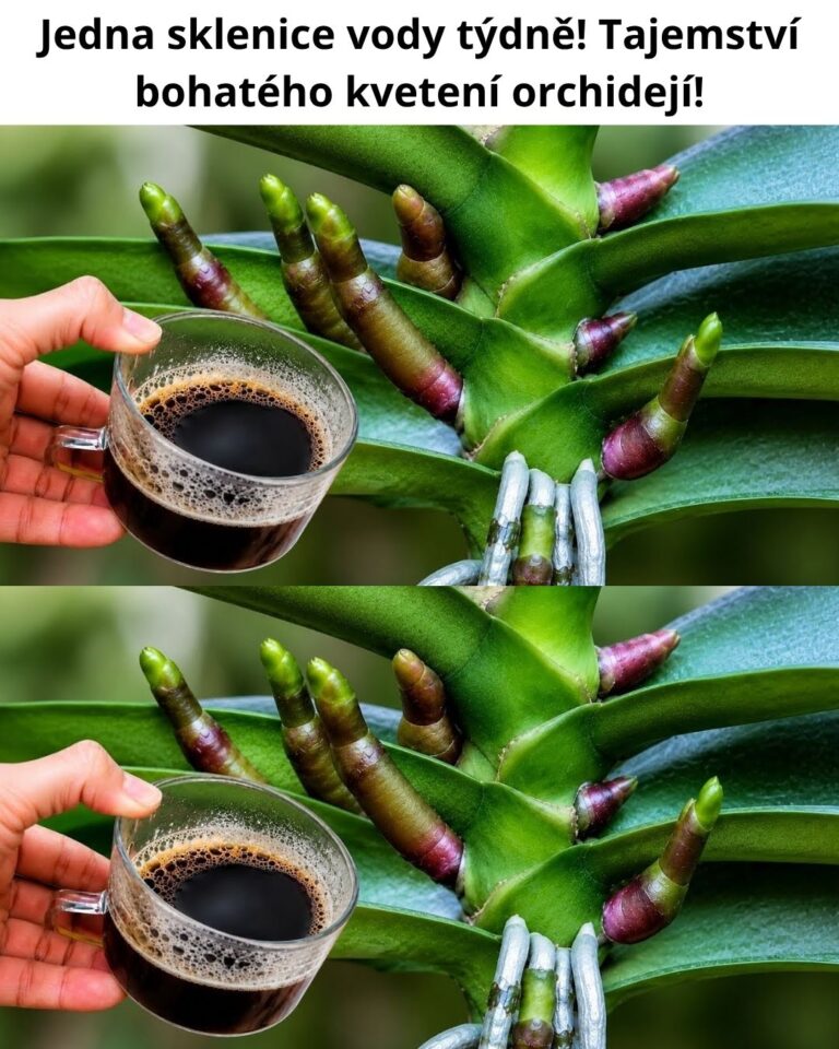 Jedna sklenice vody týdně! Tajemství bohatého kvetení orchidejí!