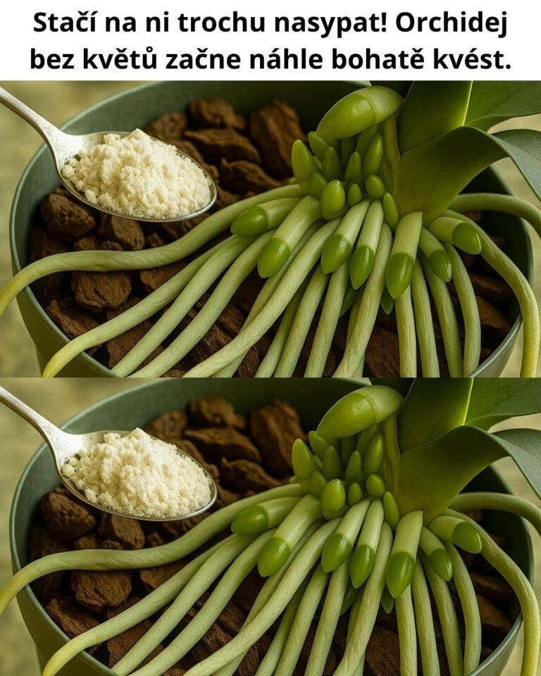 Stačí na ni trochu nasypat! Orchidej bez květů začne náhle bohatě kvést.