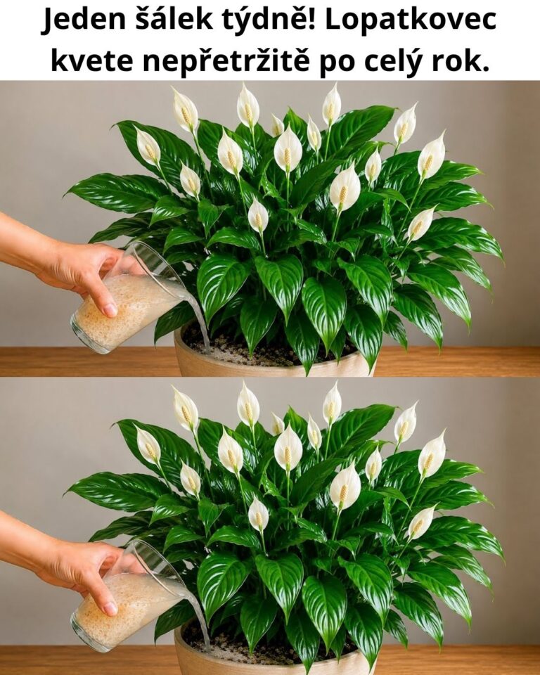 Jeden šálek týdně! Lopatkovec kvete nepřetržitě po celý rok.