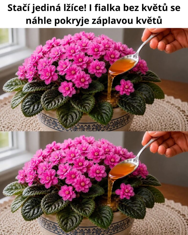 Stačí jediná lžíce! I fialka bez květů se náhle pokryje záplavou květů