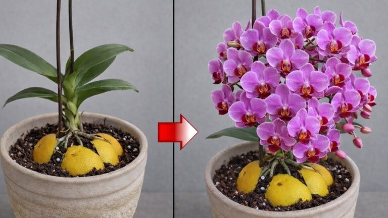 Položte kousek dřeva pod kvetoucí orchidej! Náhle jí vyrostou větve