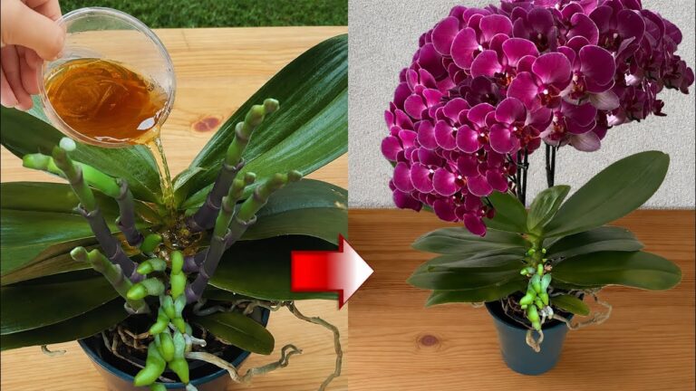 Nalijte to jen jednou! Orchideje bez květů budou kvést bohatě a nepřetržitě.