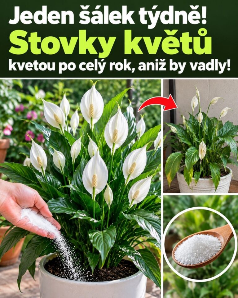 Jeden šálek týdně! Stovky květů kvetou po celý rok, aniž by vadly!
