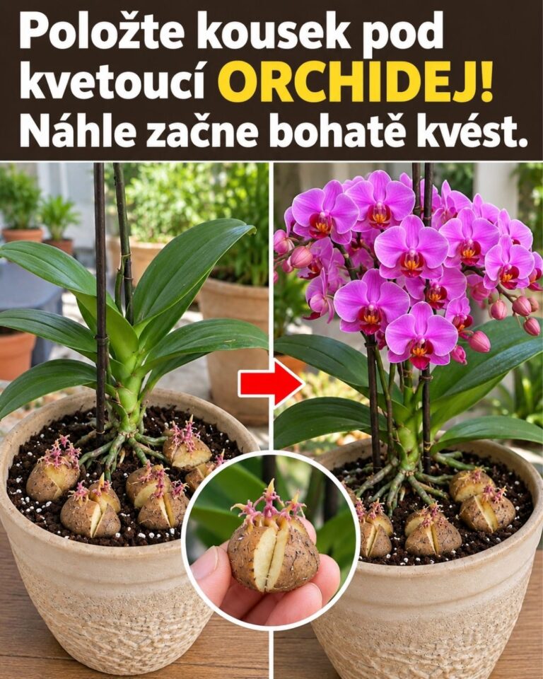 Položte kousek pod kvetoucí orchidej! Náhle začne bohatě kvést.