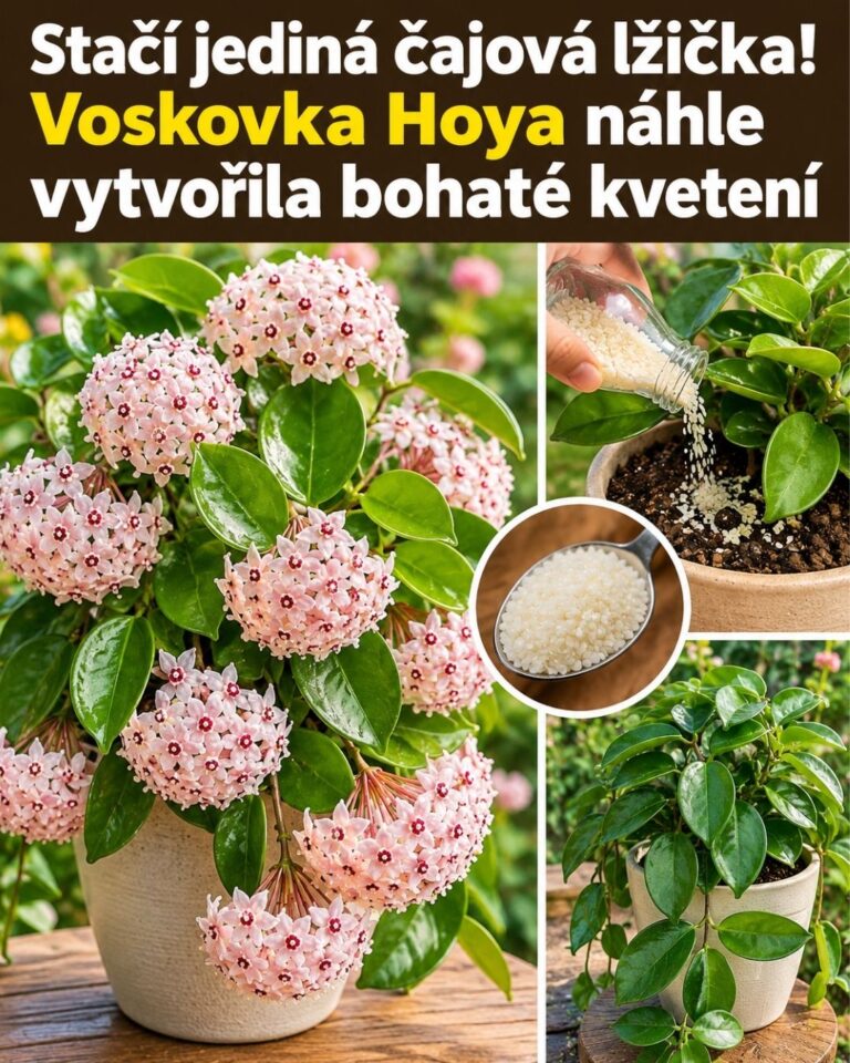 Stačí jediná čajová lžička! Voskovka Hoya náhle vytvořila bohaté kvetení