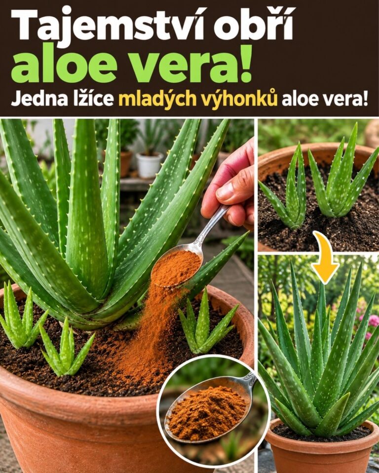 Tajemství obří aloe vera! Jedna lžíce mladých výhonků aloe vera!