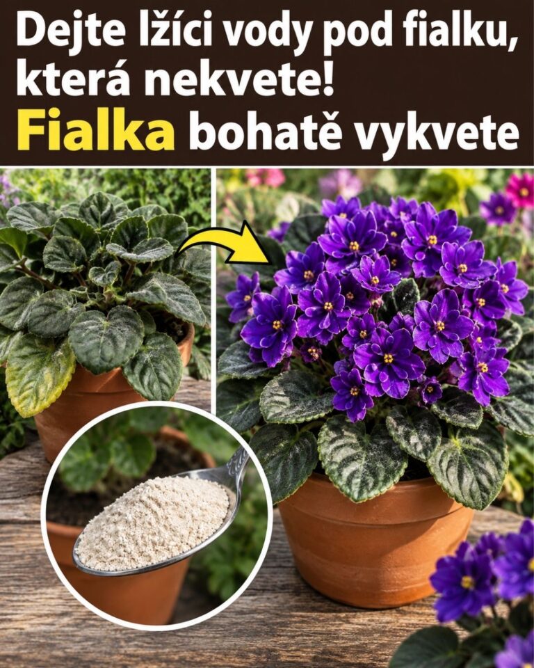 Dejte lžíci vody pod fialku, která nekvete! Fialka bohatě vykvete