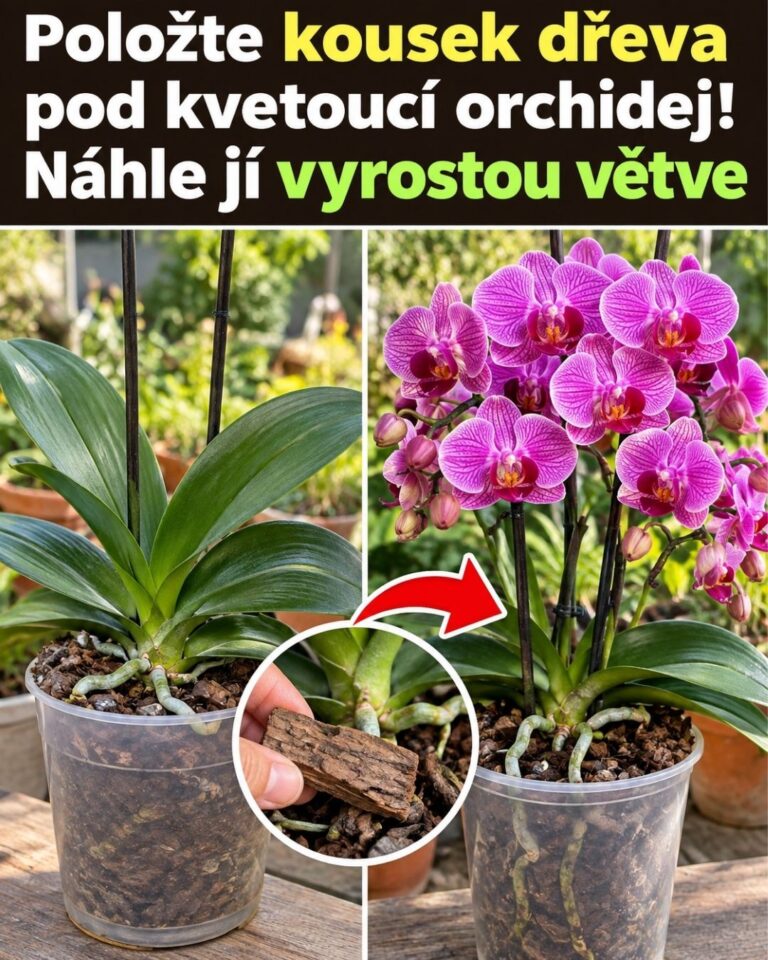 Položte kousek dřeva pod kvetoucí orchidej! Náhle jí vyrostou větve