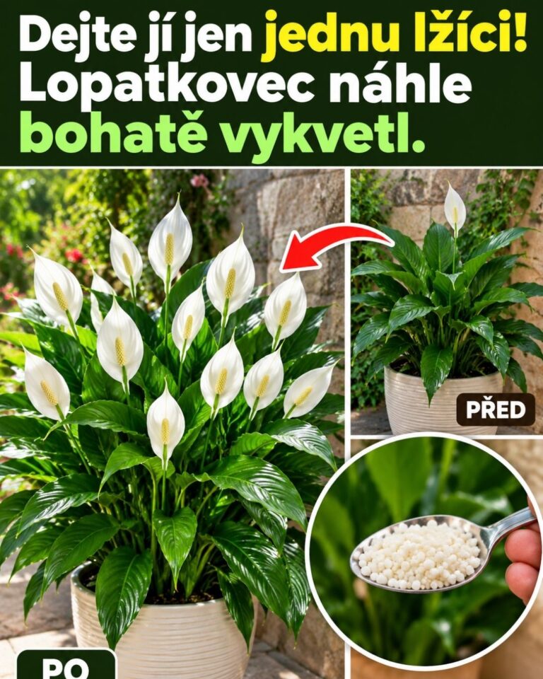 Dejte jí jen jednu lžíci! Lopatkovec náhle bohatě vykvetl.