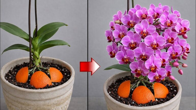 Položte kousek dřeva pod kvetoucí orchidej! Náhle začne vytvářet větve