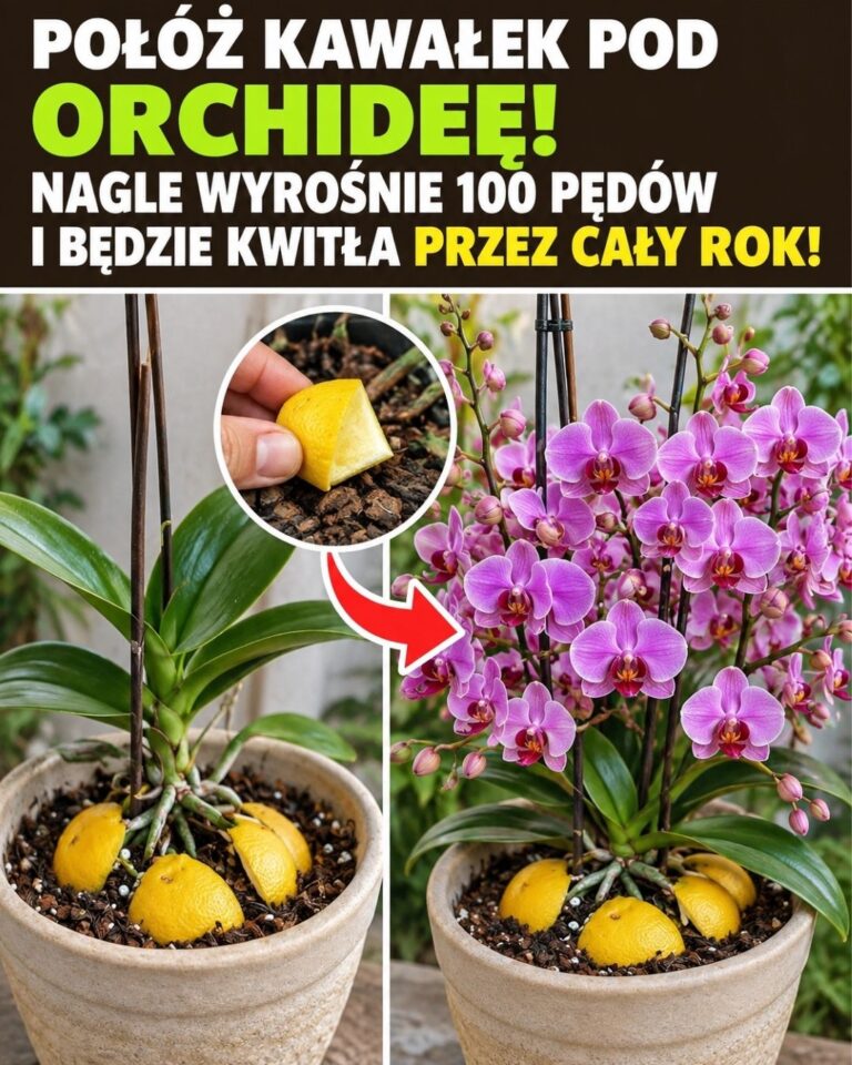 Položte kousek pod orchidej! Náhle jí vyroste 100 stonků a bude kvést po celý