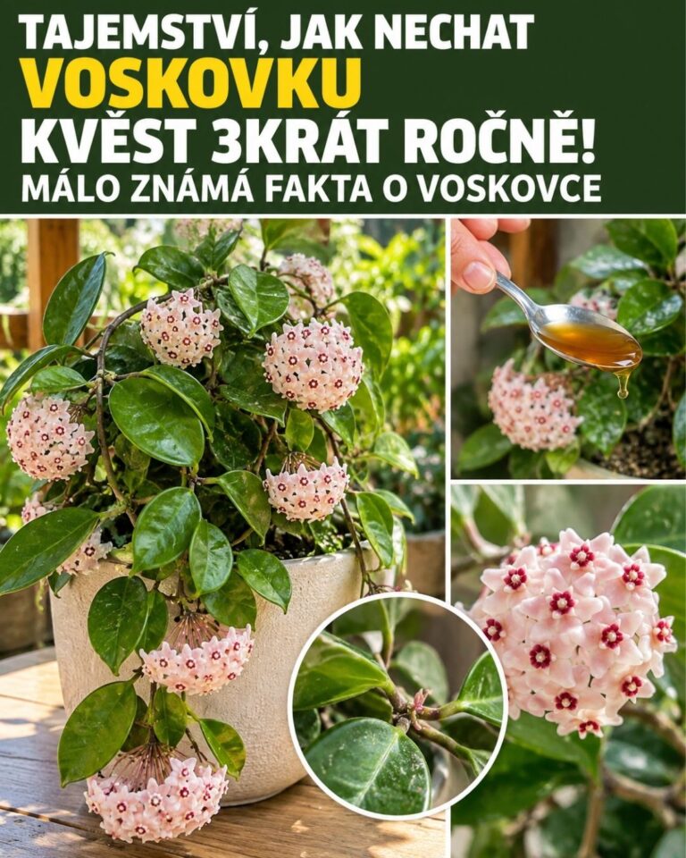 Tajemství, jak nechat voskovku kvést 3krát ročně! Málo známá fakta o voskovce