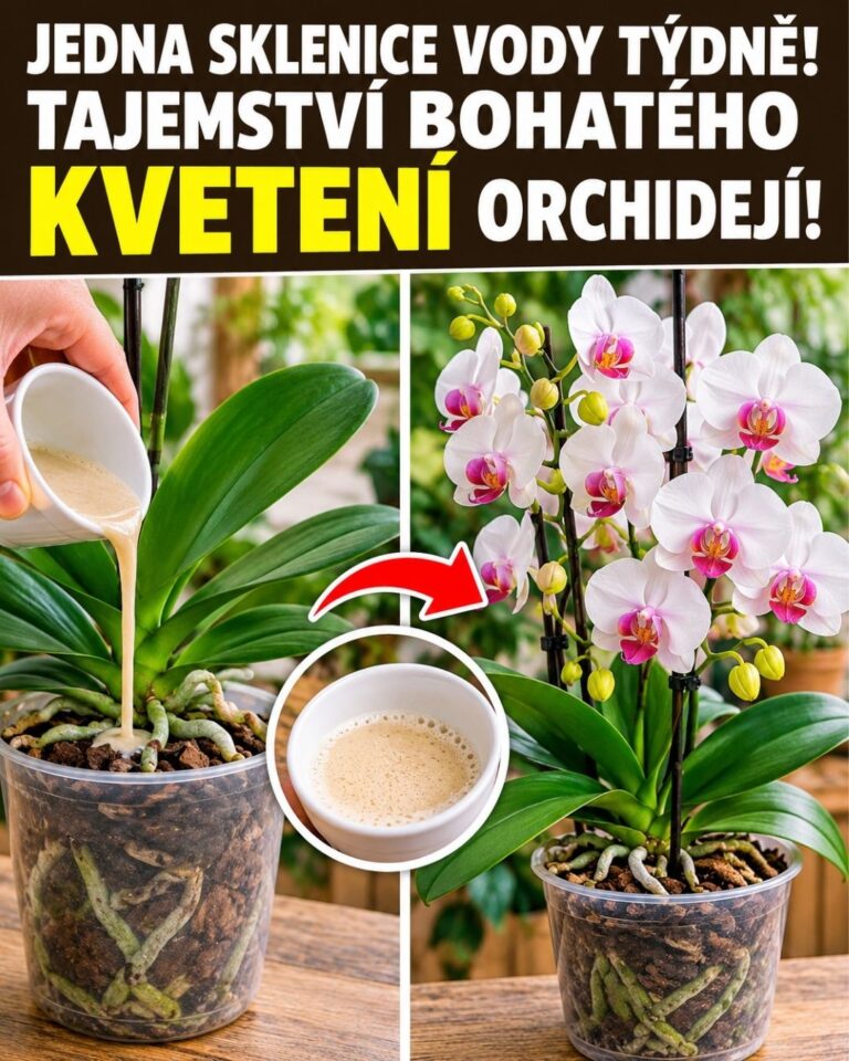Jedna sklenice vody týdně! Tajemství bohatého kvetení orchidejí!