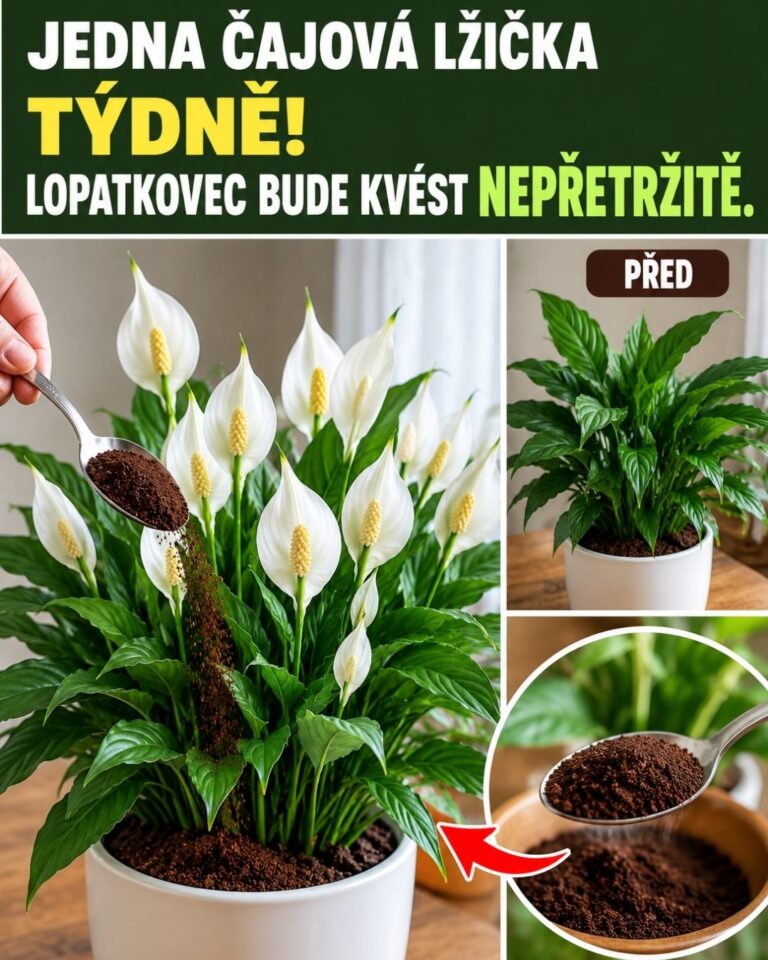 Jedna čajová lžička týdně! Lopatkovec bude kvést nepřetržitě.