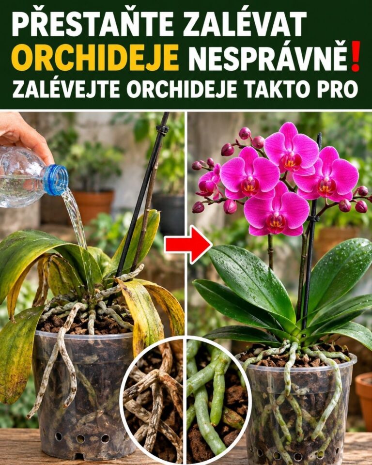 Přestaňte zalévat orchideje nesprávně! ❗️ Zalévejte orchideje takto pro