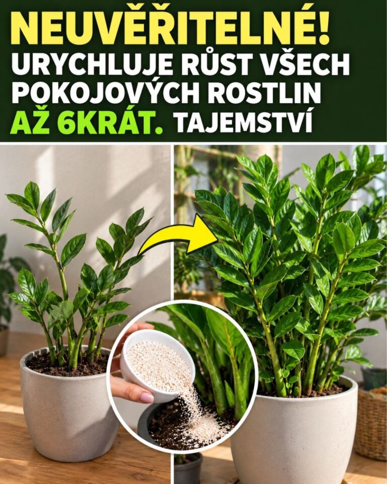 NEUVĚŘITELNÉ! Urychluje růst všech pokojových rostlin až 6krát. Tajemství