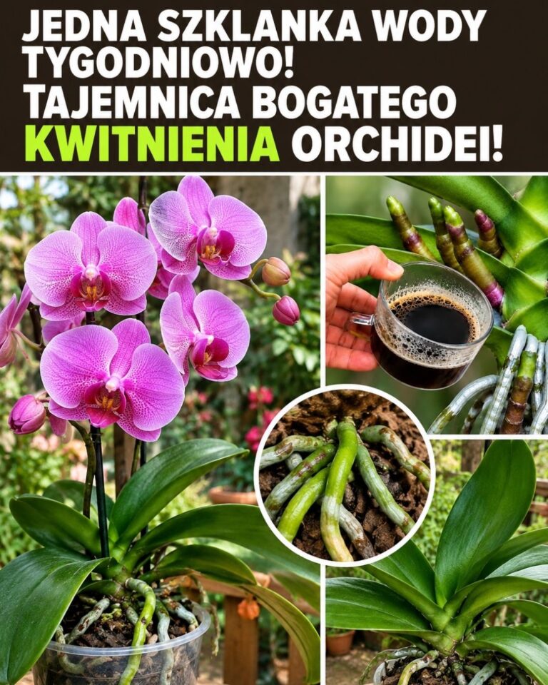 Jedna sklenice vody týdně! Tajemství bohatého kvetení orchidejí!