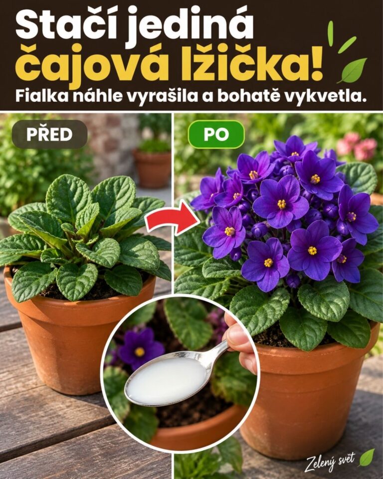 Stačí jediná čajová lžička! Fialka náhle vyrašila a bohatě vykvetla.