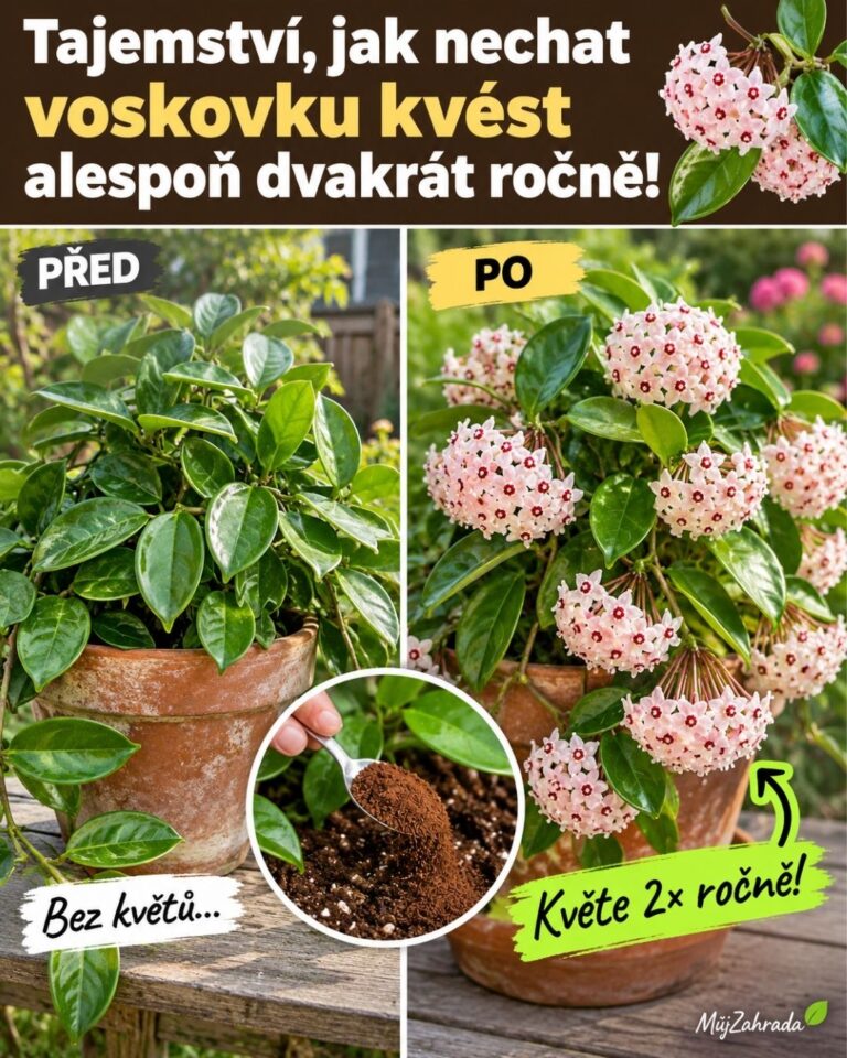 Tajemství, jak nechat voskovku kvést alespoň dvakrát ročně! Nechte svou